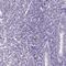 Developmental Pluripotency Associated 4 antibody, HPA035250, Atlas Antibodies, Immunohistochemistry frozen image 