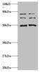 VOPP1 WW Domain Binding Protein antibody, A51737-100, Epigentek, Western Blot image 