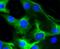 Desmin antibody, NBP2-67407, Novus Biologicals, Immunofluorescence image 
