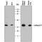 CTSH antibody, AF7516, R&D Systems, Western Blot image 