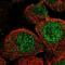Nocturnin antibody, PA5-52922, Invitrogen Antibodies, Immunofluorescence image 