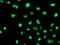 Serpin Family B Member 6 antibody, TA504355, Origene, Immunofluorescence image 