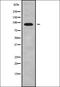 ADAM Metallopeptidase Domain 29 antibody, orb337960, Biorbyt, Western Blot image 