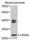 Lin-28 Homolog A antibody, STJ27830, St John