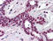 Cullin 3 antibody, AP07573SU-N, Origene, Immunohistochemistry paraffin image 