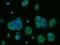 CD47 Molecule antibody, 12283-T26, Sino Biological, Immunohistochemistry frozen image 
