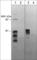 Semaphorin-3E antibody, SP4461, ECM Biosciences, Western Blot image 