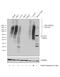 Solute Carrier Family 2 Member 5 antibody, MA1-036, Invitrogen Antibodies, Western Blot image 