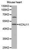 Potassium Voltage-Gated Channel Subfamily J Member 11 antibody, abx126953, Abbexa, Western Blot image 