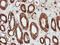 Sec1 family domain-containing protein 1 antibody, LS-C173906, Lifespan Biosciences, Immunohistochemistry paraffin image 