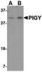 PIGY Upstream Reading Frame antibody, PA5-20652, Invitrogen Antibodies, Western Blot image 