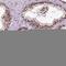Zinc Finger Protein 75D antibody, HPA004705, Atlas Antibodies, Immunohistochemistry paraffin image 