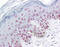 Putative RNA-binding protein 3 antibody, 51-917, ProSci, Immunohistochemistry frozen image 