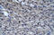 Chloride intracellular channel protein 5 antibody, ARP35263_P050, Aviva Systems Biology, Immunohistochemistry frozen image 