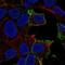 GPR50 antibody, NBP2-56258, Novus Biologicals, Immunocytochemistry image 