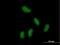 Potassium Channel Tetramerization Domain Containing 15 antibody, H00079047-B01P, Novus Biologicals, Immunofluorescence image 