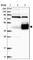 Leucine Rich Repeat Containing 17 antibody, HPA030139, Atlas Antibodies, Western Blot image 