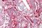 Lysosomal Associated Membrane Protein 1 antibody, MBS249200, MyBioSource, Immunohistochemistry frozen image 