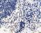 Programmed Cell Death 1 Ligand 2 antibody, orb13269, Biorbyt, Immunohistochemistry paraffin image 