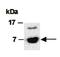 C-C Motif Chemokine Ligand 22 antibody, orb66826, Biorbyt, Western Blot image 