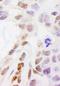 DEAH-Box Helicase 38 antibody, A300-858A, Bethyl Labs, Immunohistochemistry frozen image 