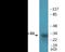 Cyclin D3 antibody, EKC2025, Boster Biological Technology, Western Blot image 