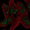 Spermatogenesis- and oogenesis-specific basic helix-loop-helix-containing protein 1 antibody, NBP2-56883, Novus Biologicals, Immunocytochemistry image 