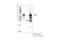 MYCN Proto-Oncogene, BHLH Transcription Factor antibody, 84406S, Cell Signaling Technology, Immunoprecipitation image 