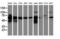 Lectin, Mannose Binding 1 antibody, LS-B14773, Lifespan Biosciences, Western Blot image 
