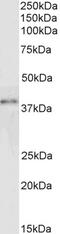 GRB2 Related Adaptor Protein 2 antibody, PA5-17955, Invitrogen Antibodies, Western Blot image 