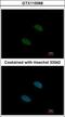 Splicing factor 3A subunit 2 antibody, GTX115068, GeneTex, Immunofluorescence image 