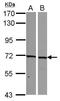 SNW Domain Containing 1 antibody, PA5-29095, Invitrogen Antibodies, Western Blot image 