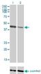 Tripartite Motif Containing 63 antibody, H00084676-M01, Novus Biologicals, Western Blot image 