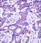 Ubiquitin carboxyl-terminal hydrolase 4 antibody, LS-C160474, Lifespan Biosciences, Immunohistochemistry frozen image 