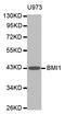 BMI1 Proto-Oncogene, Polycomb Ring Finger antibody, TA332510, Origene, Western Blot image 