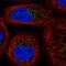 WD Repeat Domain 83 antibody, NBP1-92132, Novus Biologicals, Immunofluorescence image 