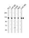 SEL1L Family Member 3 antibody, PA5-71754, Invitrogen Antibodies, Western Blot image 