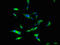 Dual oxidase maturation factor 1 antibody, orb51158, Biorbyt, Immunofluorescence image 