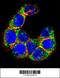 Mucin 20, Cell Surface Associated antibody, 63-224, ProSci, Immunofluorescence image 