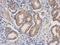 Dihydrofolate Reductase antibody, NBP2-16163, Novus Biologicals, Immunohistochemistry frozen image 