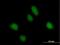 RalBP1-associated Eps domain-containing protein 1 antibody, H00085021-B01P, Novus Biologicals, Immunocytochemistry image 