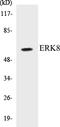 Mitogen-Activated Protein Kinase 15 antibody, EKC1201, Boster Biological Technology, Western Blot image 