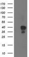NudE Neurodevelopment Protein 1 Like 1 antibody, CF503061, Origene, Western Blot image 