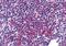 Zinc Finger Protein 687 antibody, PA5-34374, Invitrogen Antibodies, Immunohistochemistry frozen image 