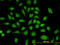 Poly(RC) Binding Protein 2 antibody, LS-B4392, Lifespan Biosciences, Immunofluorescence image 
