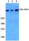 Protein Kinase, DNA-Activated, Catalytic Subunit antibody, AP06088PU-N, Origene, Western Blot image 