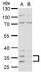 Histamine H4 receptor antibody, PA5-21313, Invitrogen Antibodies, Western Blot image 