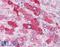 Glucagon receptor antibody, LS-A4258, Lifespan Biosciences, Immunohistochemistry frozen image 