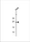 Protein cappuccino antibody, TA325127, Origene, Western Blot image 