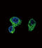 Polymeric immunoglobulin receptor antibody, OAAB05147, Aviva Systems Biology, Immunofluorescence image 